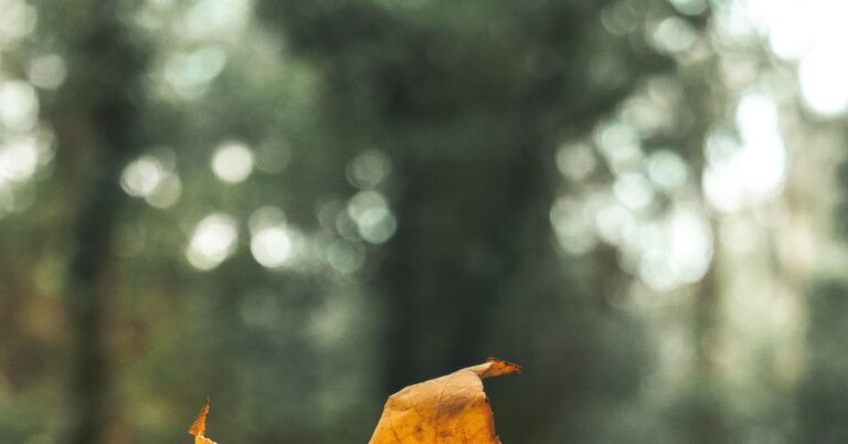 abound in one’s own sense: Idiom Meaning and Origin