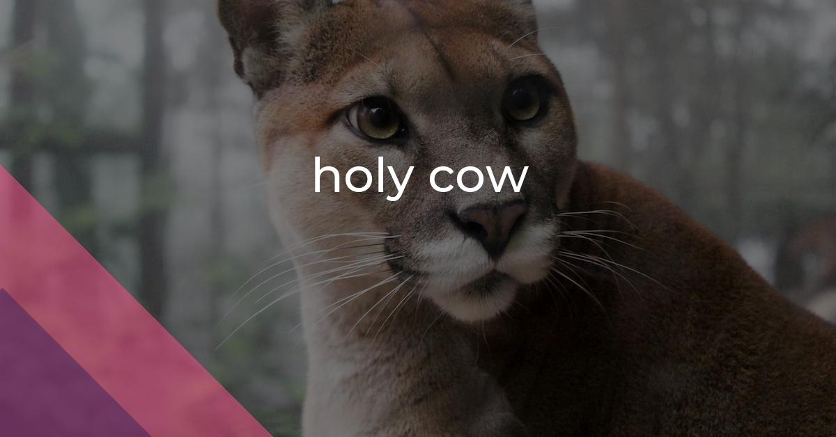 Holy Cow Idiom Meaning And Origin The Village Idiom