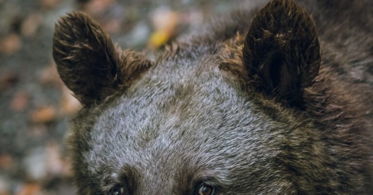 bring to bear: Idiom Meaning and Origin