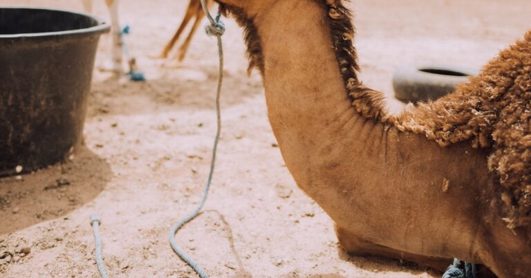 camel through the eye of a needle: Idiom Meaning and Origin