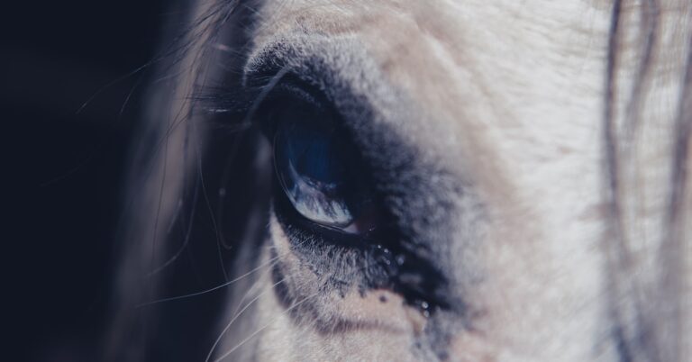 put the cart before the horse: Idiom Meaning and Origin