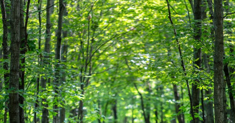 give chase: Idiom Meaning and Origin