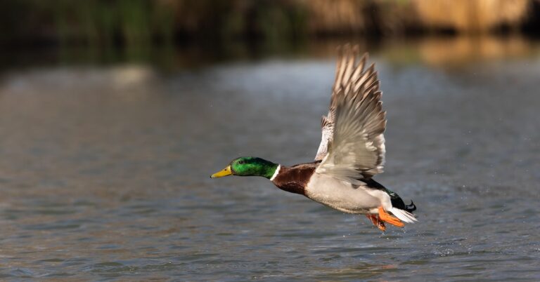 dead duck: Idiom Meaning and Origin