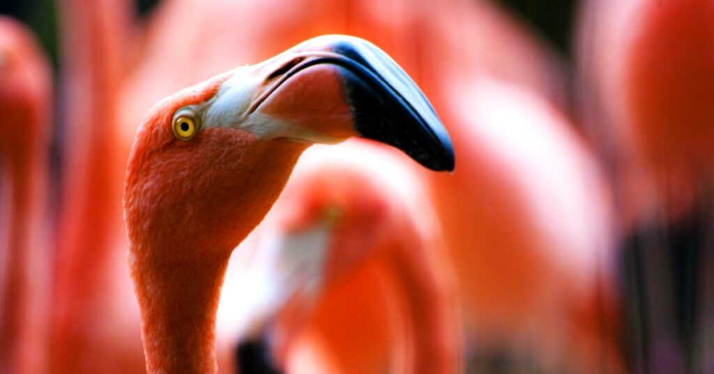 feathered friend: Idiom Meaning and Origin - The Village Idiom