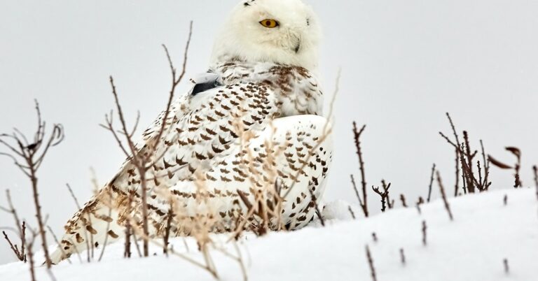 fine feathers make fine birds: Idiom Meaning and Origin