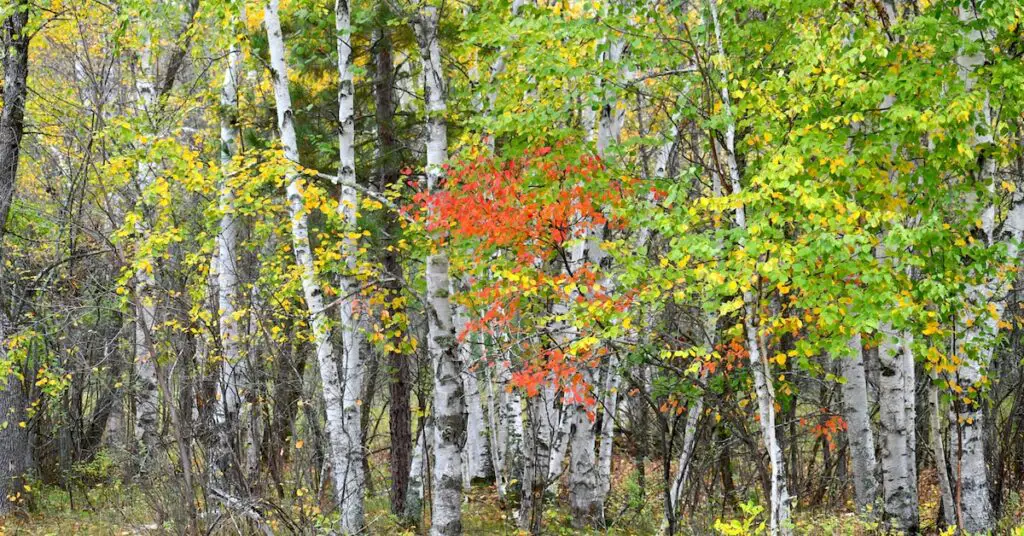 go along to get along: Idiom Meaning and Origin - The Village Idiom