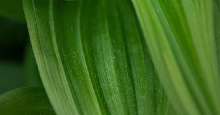 green with envy: Idiom Meaning and Origin