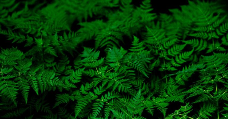 green light: Idiom Meaning and Origin
