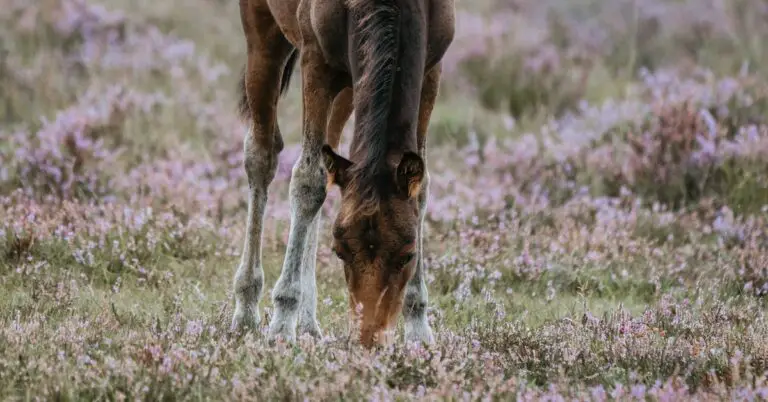 horse around: Idiom Meaning and Origin