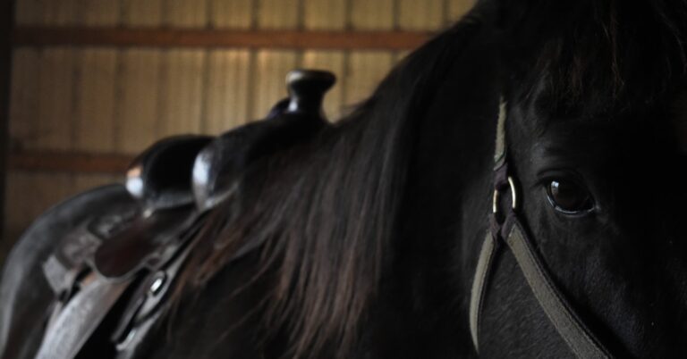 horsetrading: Idiom Meaning and Origin