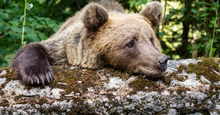 loaded for bear: Idiom Meaning and Origin