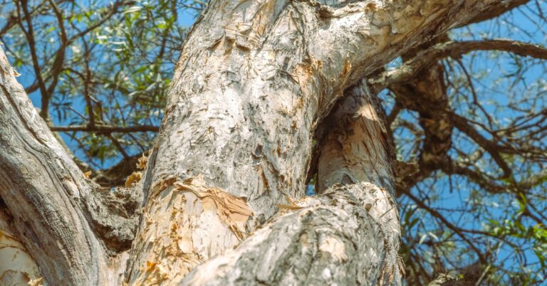 moral high ground: Idiom Meaning and Origin