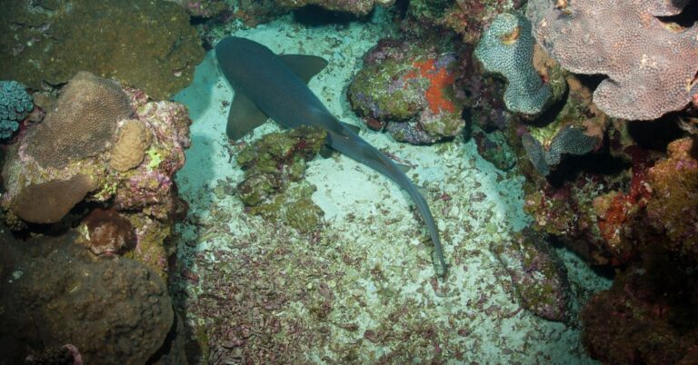 odd fish: Idiom Meaning and Origin