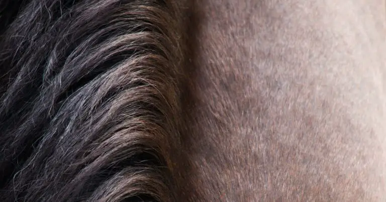 no horse in this race: Idiom Meaning and Origin