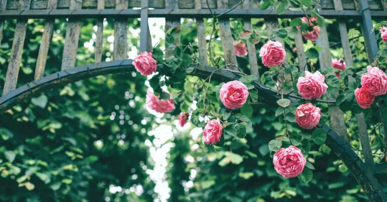 run for the roses: Idiom Meaning and Origin