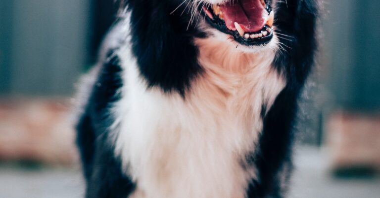 teacher’s pet: Idiom Meaning and Origin