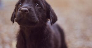 wag the dog: Idiom Meaning and Origin - The Village Idiom